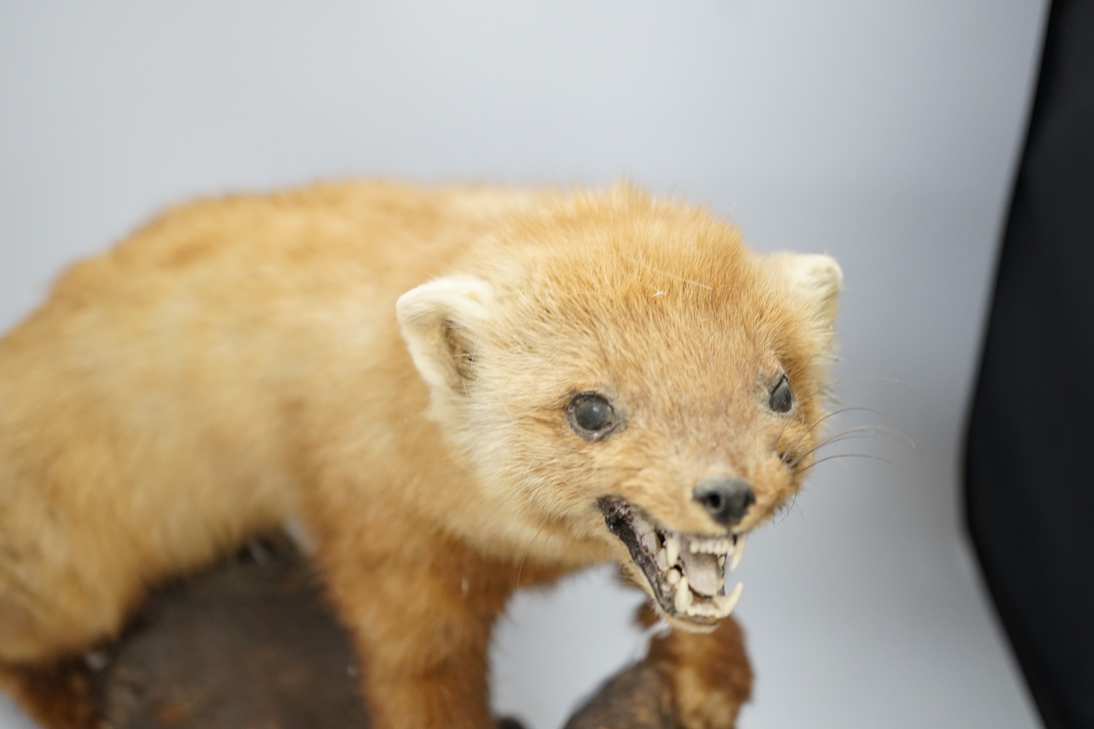 A taxidermy red ferret on a branch, 64cm wide